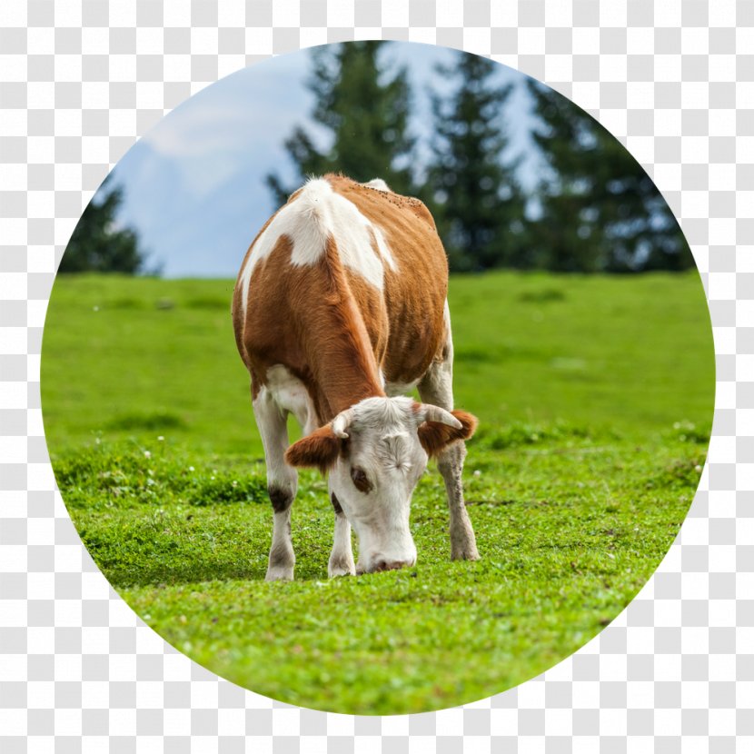 Hydrolyzed Collagen Cattle Shutterstock Eating - Fodder - Grazing Cows Transparent PNG