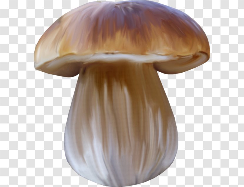 Edible Mushroom Medicinal Fungi Medicine Book Transparent PNG