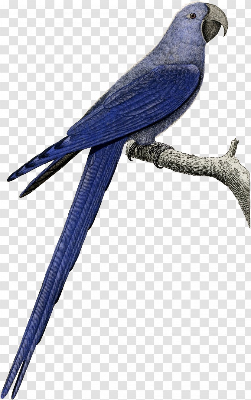 Bird Parrot - Beak - Purple Martin Perching Transparent PNG