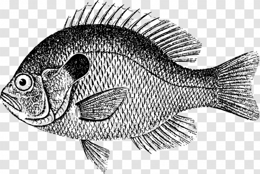 Vector Graphics Clip Art Philippe Eveilleau Drawing - Bluegill - Largemouth Bass Download Transparent PNG