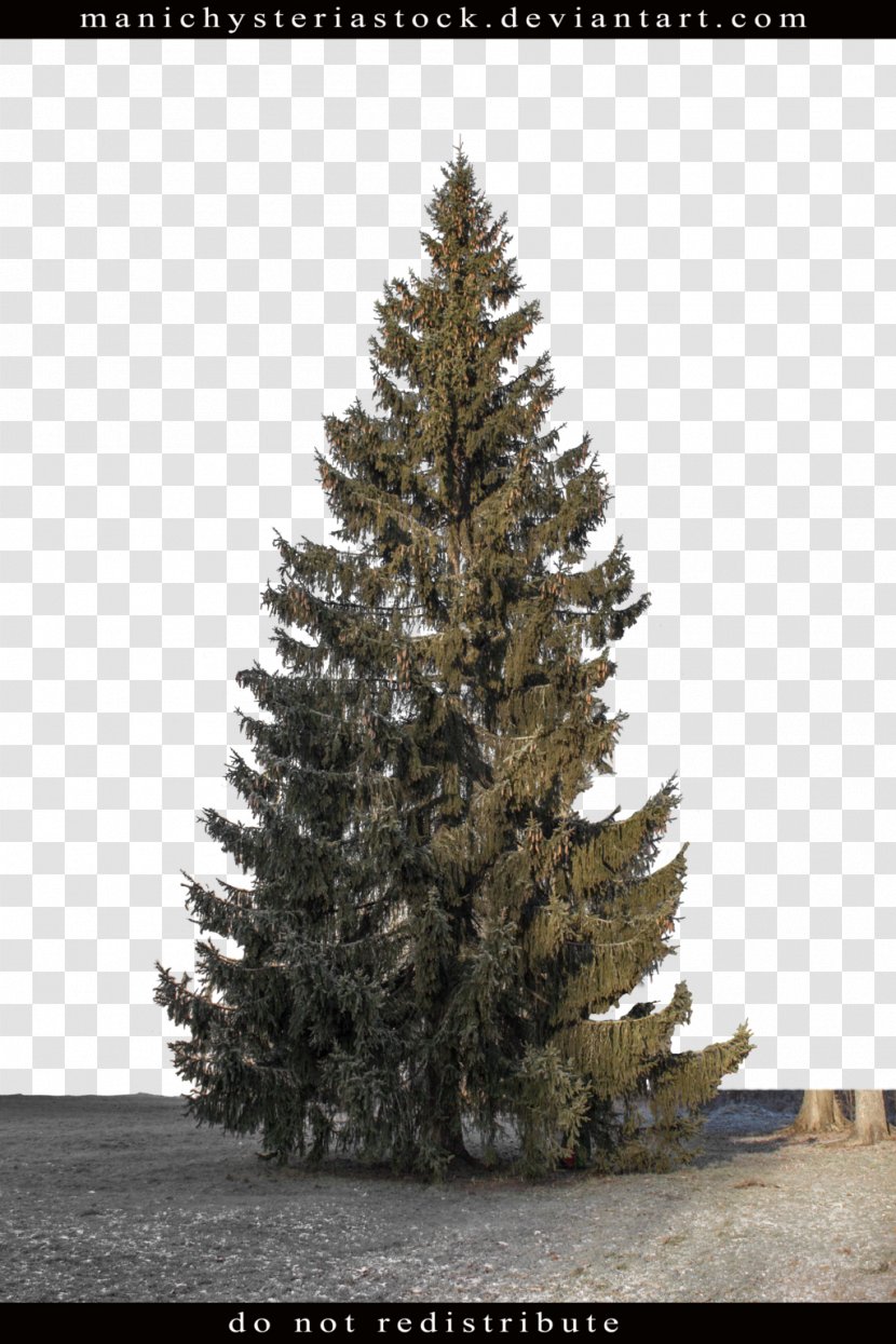 Fir Pine Spruce Tree Plant - Fir-tree Transparent PNG