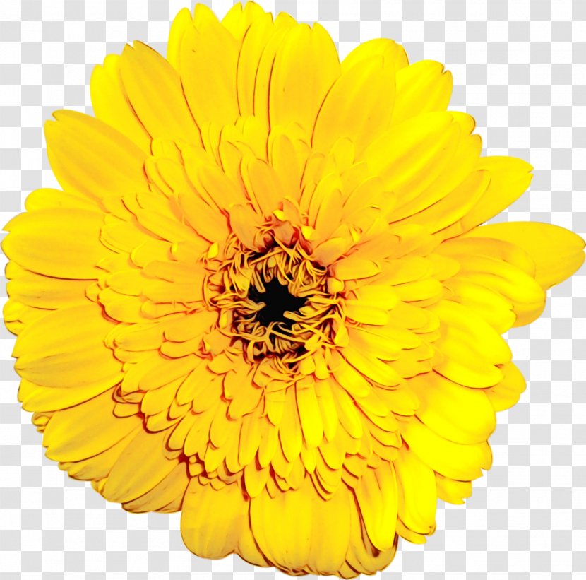 Sunflower - English Marigold - Calendula Transparent PNG