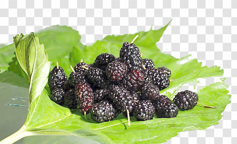 Frutti Di Bosco Black Mulberry Fruit Seed Food - Purple Berries Transparent PNG