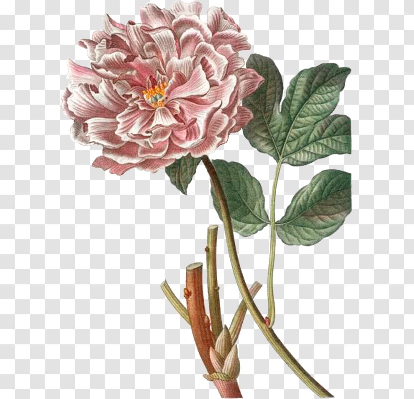 Cabbage Rose Garden Roses Fiddle-leaf Fig Common Plant - Flower Transparent PNG