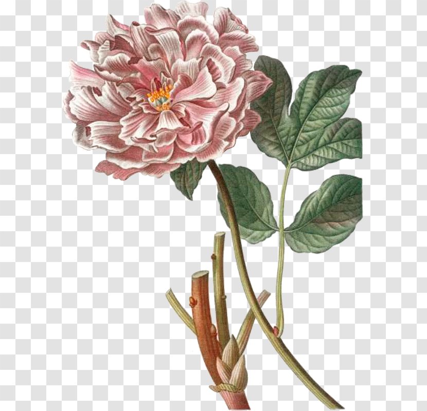 Cabbage Rose Garden Roses Fiddle Leaf Fig Common Plant Flower