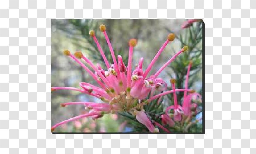 Spider Flower Petal Shrub - Flowering Plant - Crepe Myrtles Transparent PNG