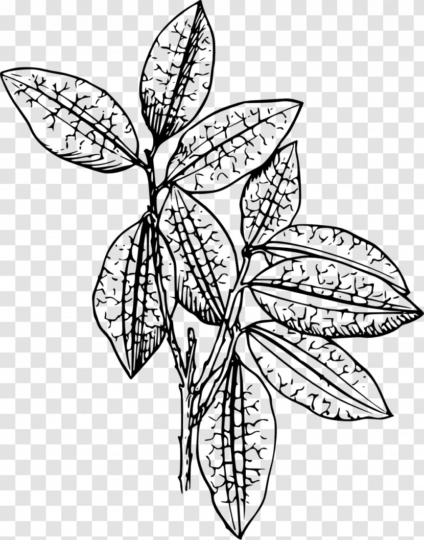 Plant Clip Art - Symmetry - Segmentation Line Transparent PNG