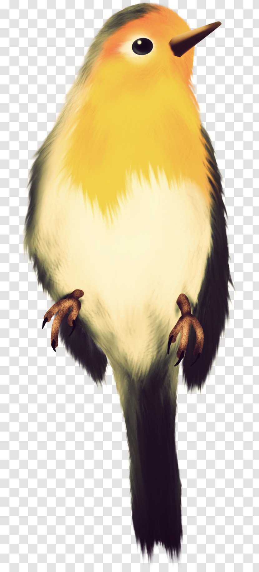 Bird Of Prey Animal Yellow Beak - Wing Transparent PNG