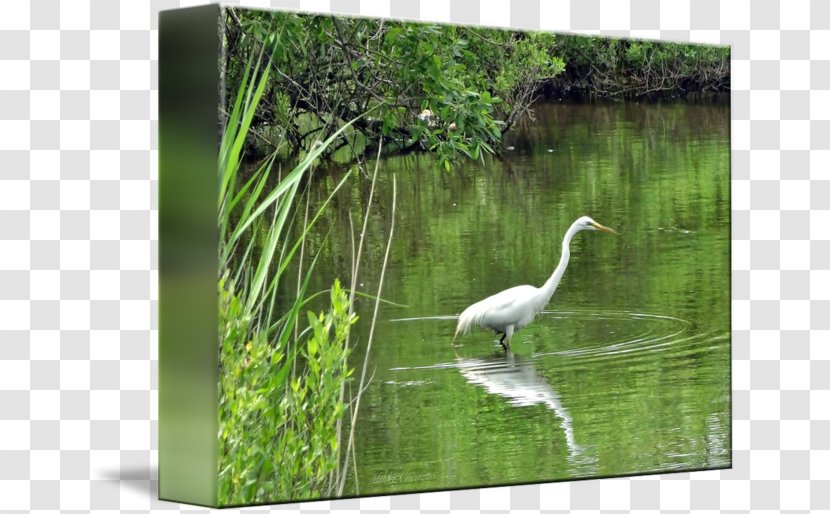 Water Resources Ecosystem Bird Pond Fauna - Ciconiiformes - Egret Poster Design Transparent PNG