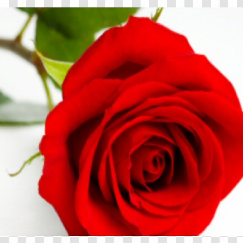 Cut Flowers Rose Valentine's Day Flower Bouquet - Garden Roses Transparent PNG