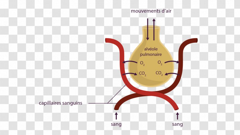 Pulmonary Alveolus Blood Lung Capillary Dioxygen - Alt Attribute Transparent PNG