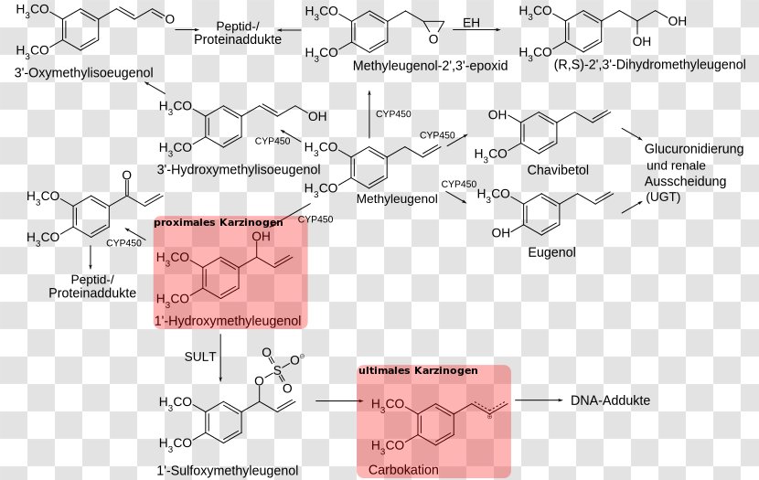 Methyl Eugenol Pimenta Racemosa Nutmeg Chavibetol - Methylated Dna Immunoprecipitation Transparent PNG