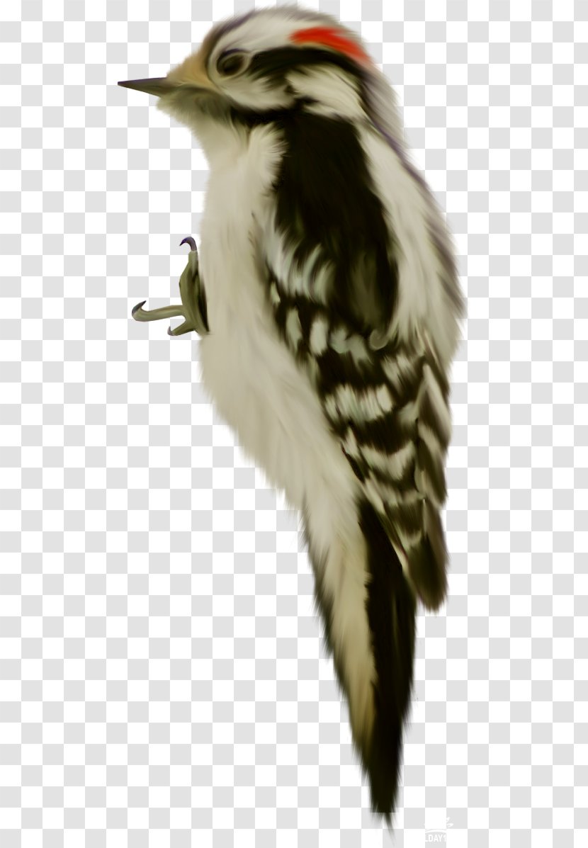 Bird Beak Animal Piciformes - Drawing Transparent PNG
