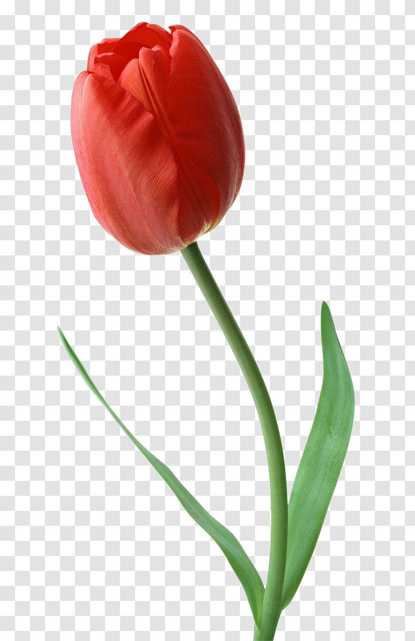 Tulip Desktop Wallpaper Flower Clip Art - Red Transparent PNG