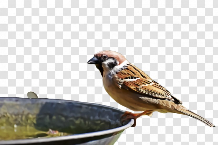 Bird House Sparrow Beak Songbird - Ortolan Bunting - Food Emberizidae Transparent PNG