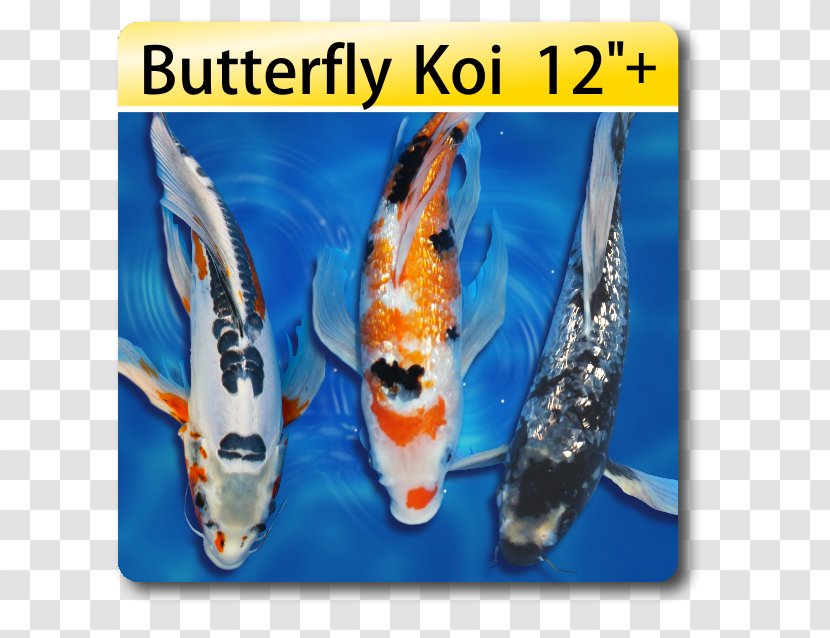 Butterfly Koi Pond Fish - Sales - Goldfish Pattern Transparent PNG