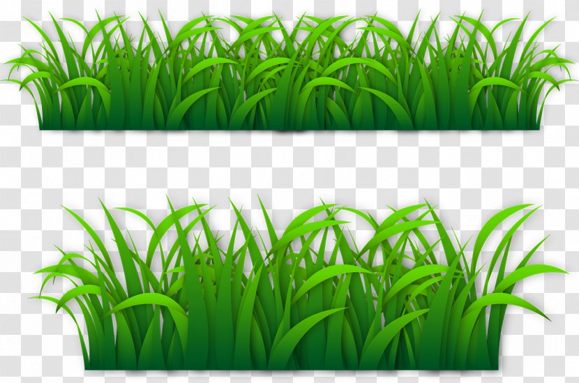 Euclidean Vector GRASS GIS - Wheatgrass - Grass Lawn Transparent PNG