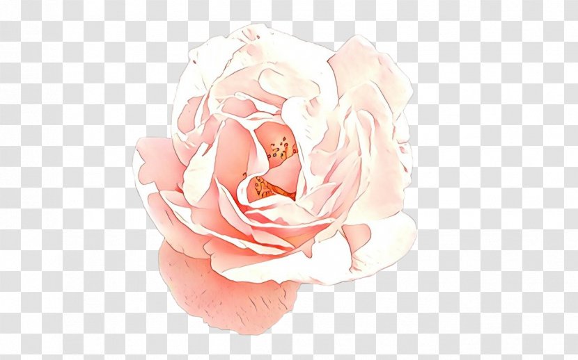 Garden Roses - Pink - Plant Floribunda Transparent PNG