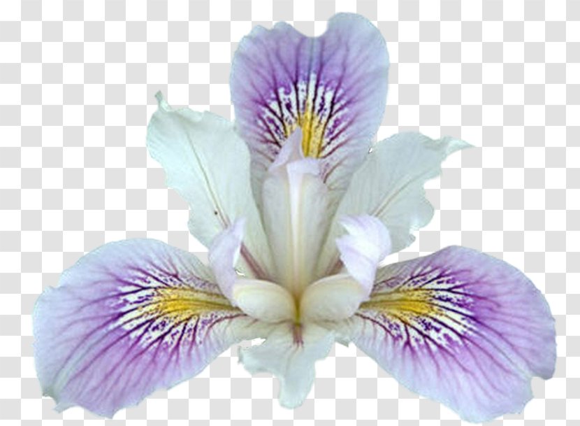 Northern Blue Flag Plant Flower Iris Pseudacorus Clip Art - Peruvian Lily - Irises Transparent PNG
