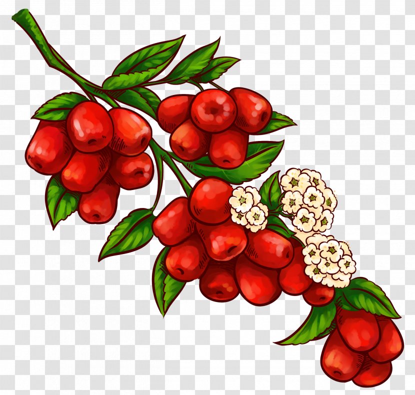 Jujube Laba Congee Cartoon - Lingonberry - Dates Transparent PNG