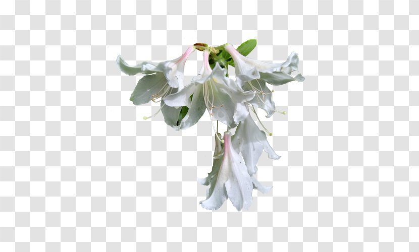 White Clip Art - Floral Design - Lily Transparent PNG