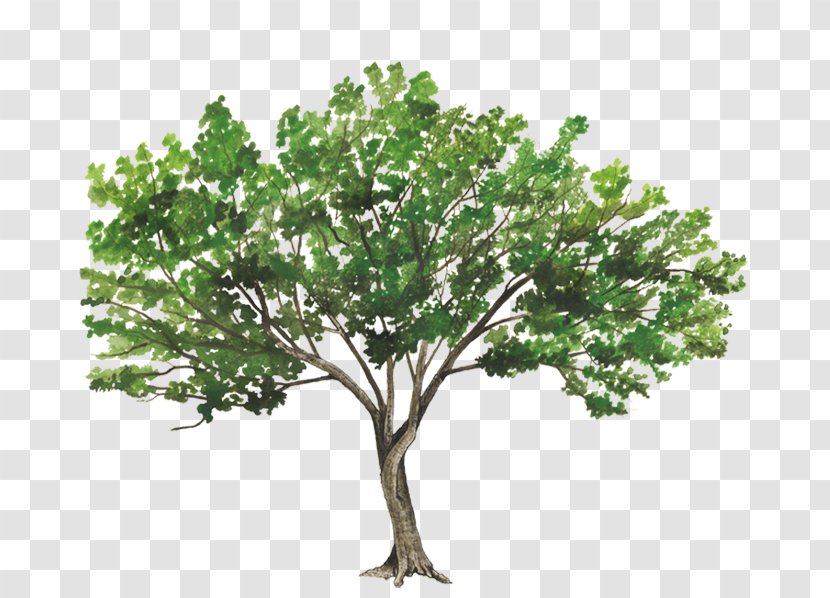 Populus Alba Tree Rendering - Landscape - Arbol Transparent PNG