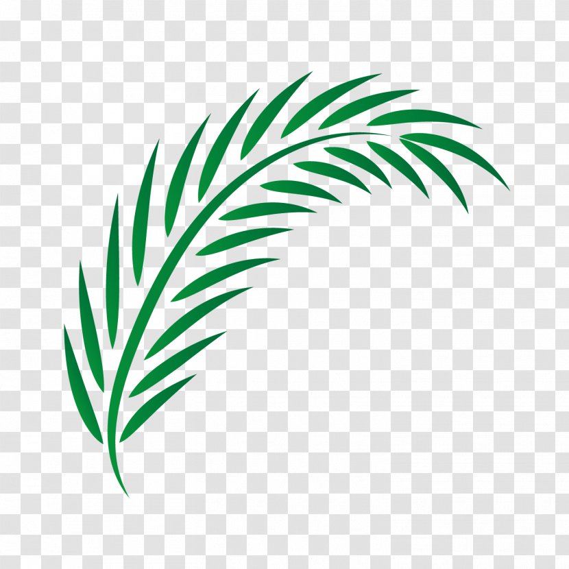 Drawing - Palm Leaf Manuscript - Vector Leaves Transparent PNG