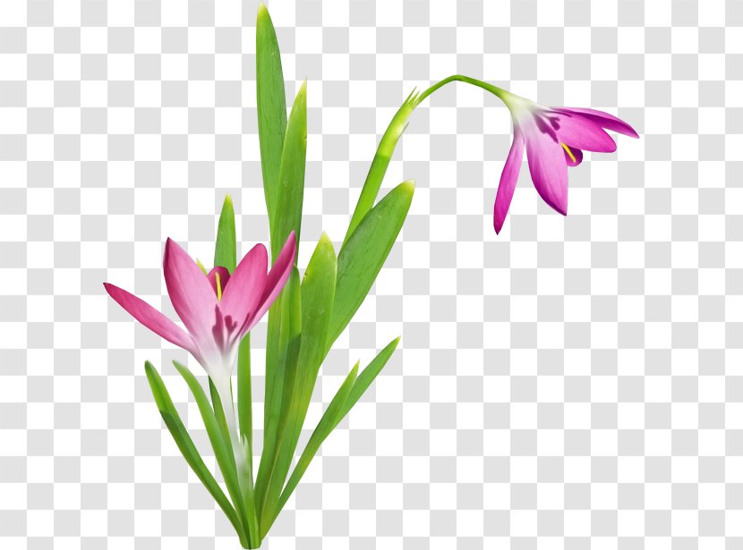 Cut Flowers Bud Plant Stem Herbaceous - Lily Transparent PNG