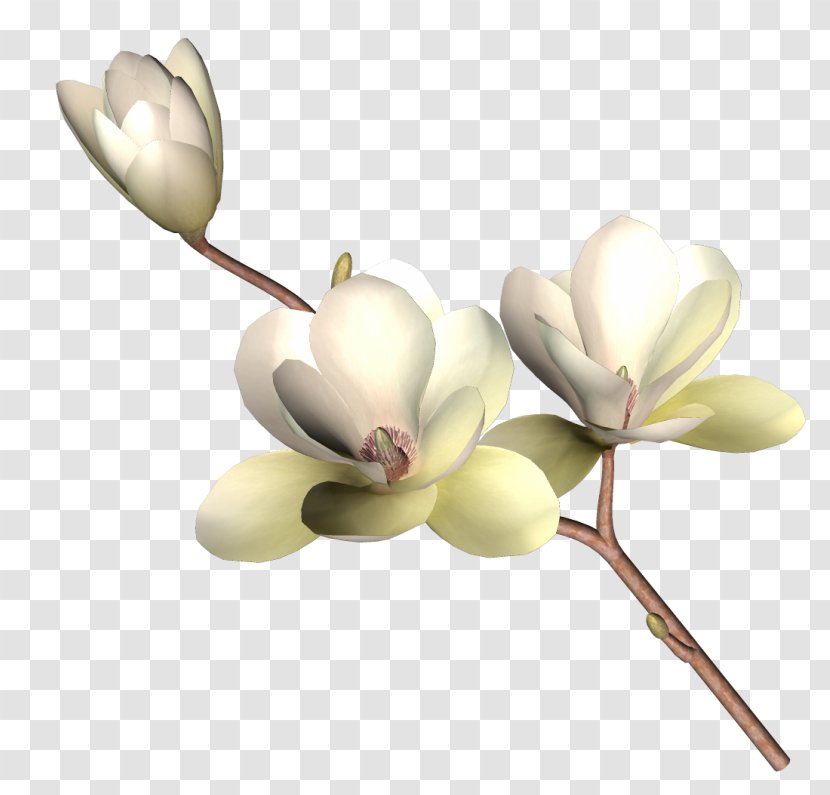 Drawing - Magnolia - Floral Vector Material Flowers And Creative Ps Transparent PNG