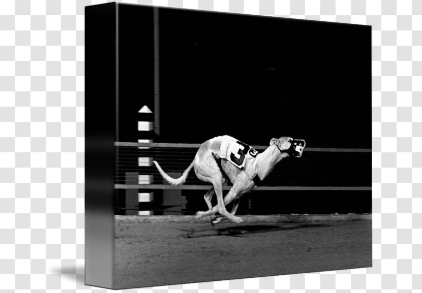 Greyhound Racing Stock Photography Transparent PNG