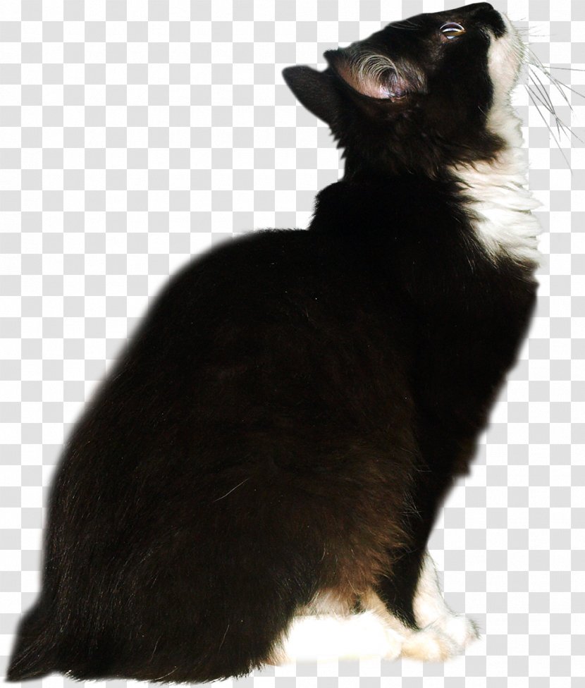 Cat Dog Breed Whiskers - Mink Shawls Transparent PNG