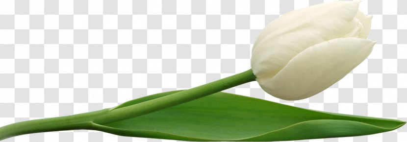 Tulip Bud Plant Stem Petal - Flowering - Large White Clipart Transparent PNG