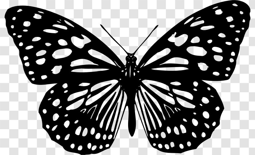 Butterfly Animation Color Clip Art - Drawing - Small Transparent PNG