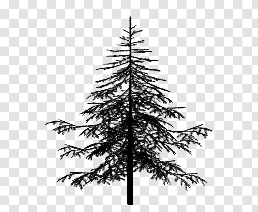 Christmas Black And White - Cypress Family - Silvertip Fir Transparent PNG