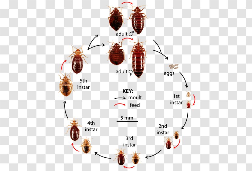 Insect Bed Bug Control Techniques Bite Pest True Bugs - Membrane Winged - Bedug Transparent PNG