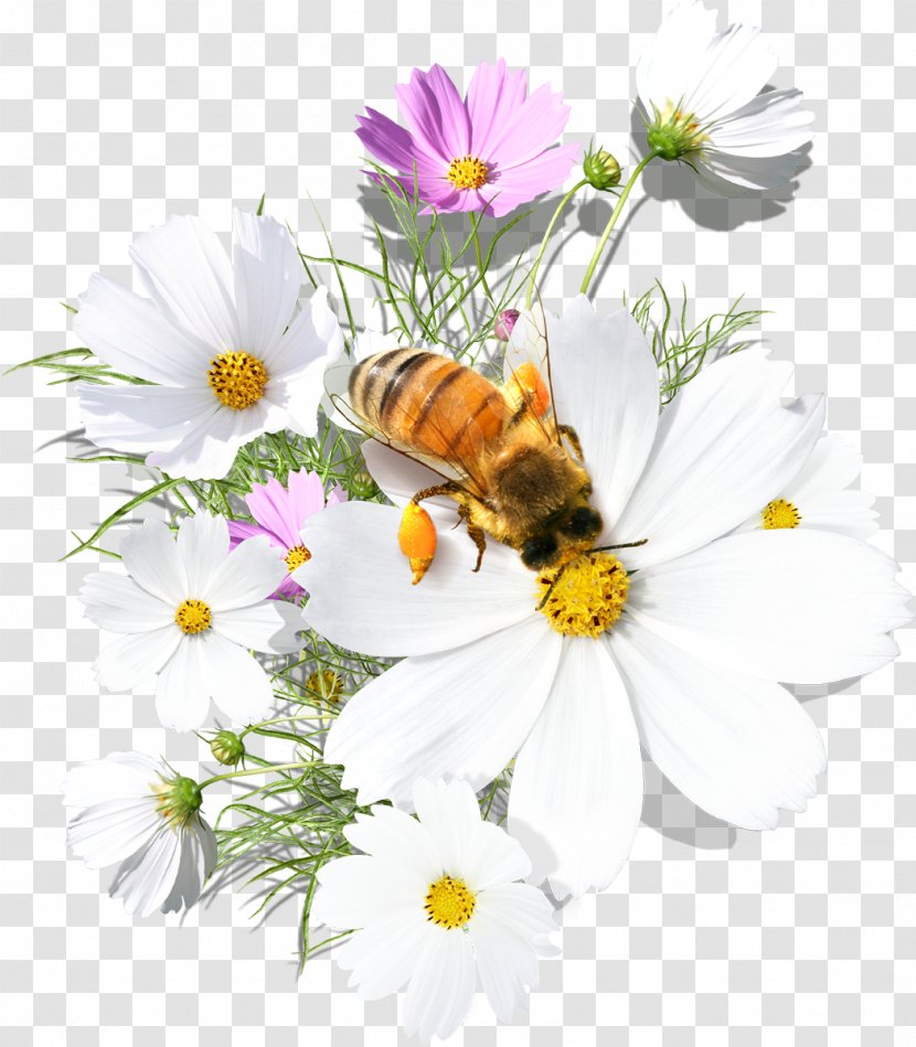 Bee Daytime Flower Morning Greeting - Honey - Ester Transparent PNG