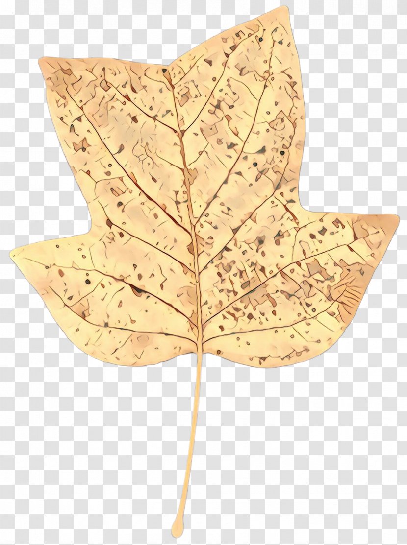 Maple Leaf - Cartoon - Anthurium Plane Transparent PNG