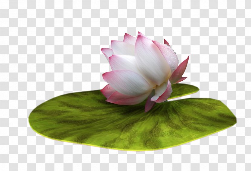 Nelumbo Nucifera Ping Lotus Effect - Flower Transparent PNG