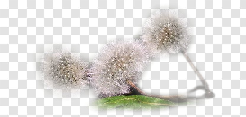Common Dandelion LiveInternet Chomikuj.pl Clip Art - Hedgehog - ОДУВАНЧИК Transparent PNG