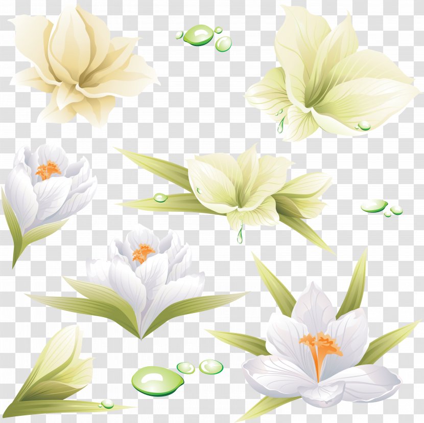Flower Lilium - Lily Transparent PNG