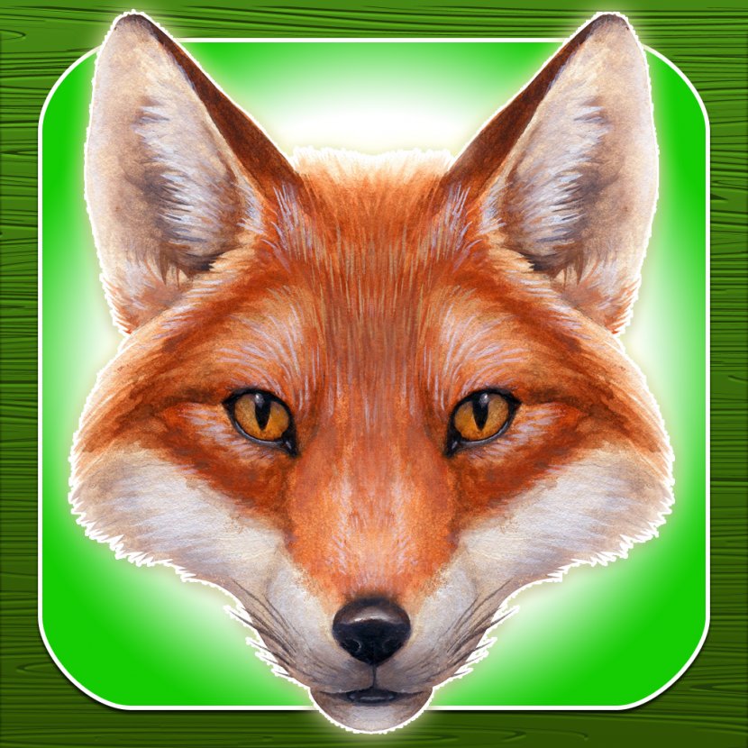 Red Fox Drawing Zazzle - Fauna Transparent PNG