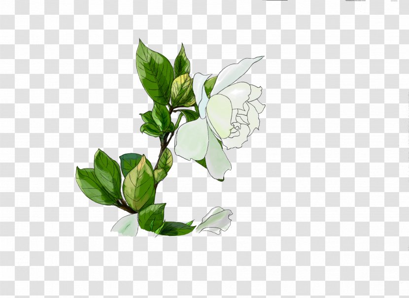 Cape Jasmine Plants Painting Image Drawing - Leaf - Dd Transparent PNG