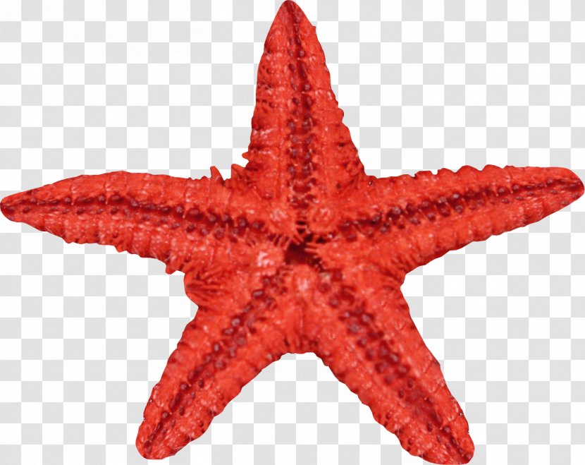 Starfish Seashell - Invertebrate - Red Transparent PNG