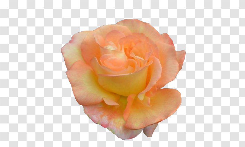 Flower Rose Clip Art - Peach - Orange Transparent PNG