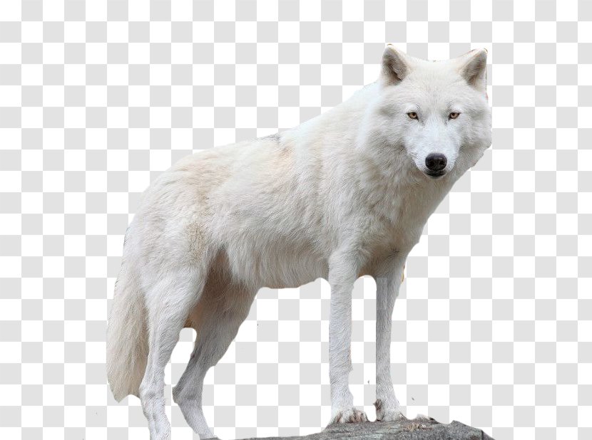 Icehotel Alaskan Tundra Wolf Layers Ice Hotel - Snow White Fur Transparent PNG