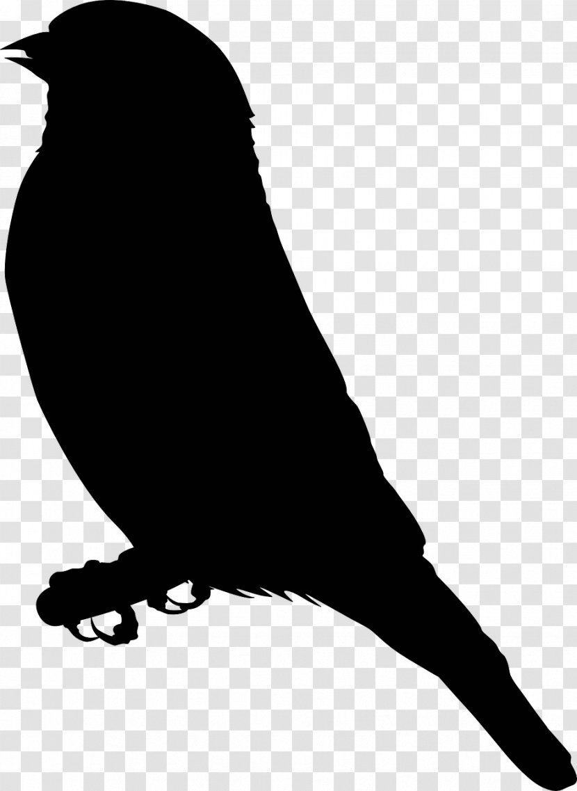 Finch Drawing Clip Art - Bird - Gull Transparent PNG