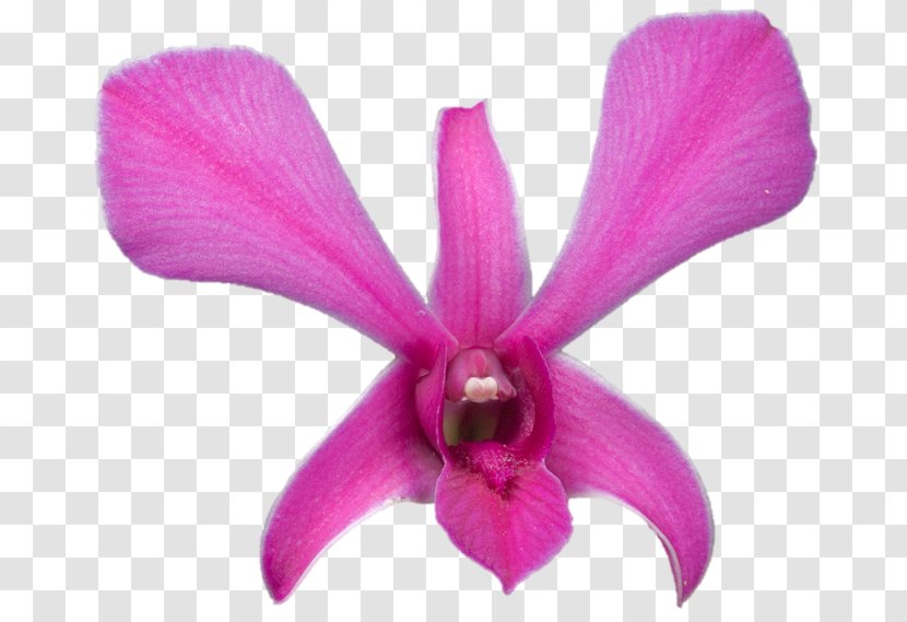 Belur Math Moth Orchids Cattleya Sarada Uchiha Plant - Darshan Transparent PNG