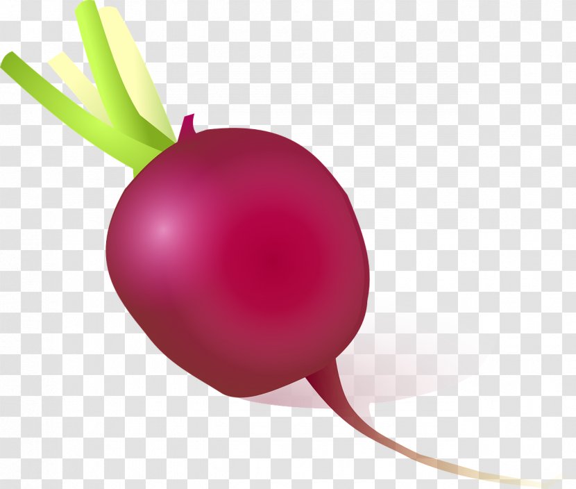 Daikon Vegetable Turnip Clip Art - Purple Onion Transparent PNG