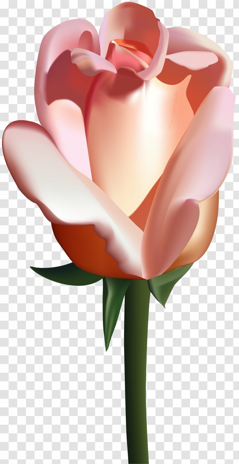 Garden Roses Clip Art - Peach - Rose Image Transparent PNG
