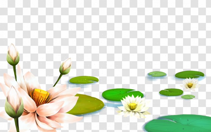 China Nelumbo Nucifera Falun Gong Pygmy Water-lily Illustration - Plant Stem - Lotus Transparent PNG